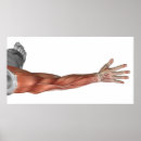 Buscar brazo humano posters Salud