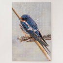 Buscar pájaros azules fotografía Fotografía de naturaleza