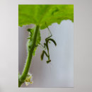 Buscar mantis religiosa posters Verde