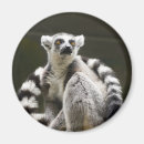 Buscar lemur imanes Animal