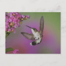 Buscar juvenil postales Animal