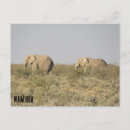 Buscar namibia postales Elefante