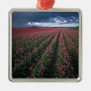 Buscar tulipanes rojos adornos Rosa