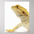 Buscar pogona posters Sangre fría