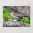 Buscar aviar postales Animal