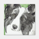 Buscar border collie imanes Canino