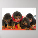 Buscar mastin posters Canino