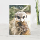 Buscar meerkat tarjetas Adorable