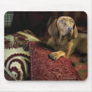 Buscar almohadas alfombrillas de raton Perro