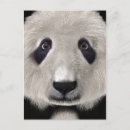 Buscar kawaii panda postales 6 º pesadilla