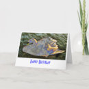 Buscar cisne tarjetas Aves acuáticas