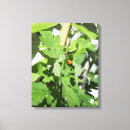 Buscar ladybug arte Ladybird