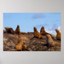 Buscar león marino arte Animal