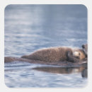 Buscar nutrias pegatinas Nutria marina