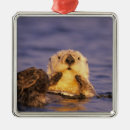 Buscar nutria adornos Animal