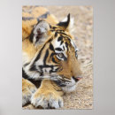 Buscar tigres posters Asiático