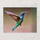 Buscar colibrí postales Foto