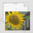 Buscar sunflower postales Para todos