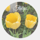 Buscar tulipanes amarillos pegatinas Flores