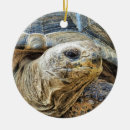 Buscar reptiles adornos Tortugas