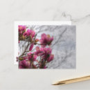 Buscar árbol de tulipán postales Magnolia
