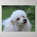 Buscar cangrejos fotografía Perros