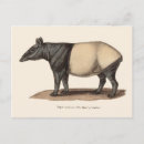 Buscar tapir postales Vida silvestre