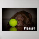 Buscar laboratorio del chocolate posters Perro