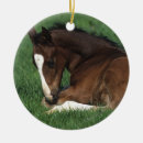 Buscar warmblood Ecuestre