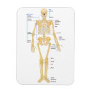 Buscar anatomía imanes Cráneo