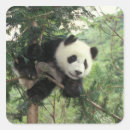 Buscar pandas gigantes pegatinas Animal