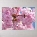 Buscar floreciendo posters Flores