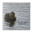 Buscar patos silvestres azulejos Vida silvestre