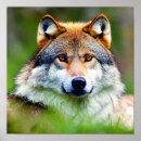 Buscar lobos salvajes posters Adorable