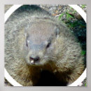 Buscar día de la marmota posters Animal
