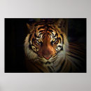 Buscar ojos del tigre posters Cara de tigre