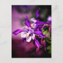 Buscar columbine postales Colorado