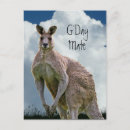 Buscar canguros postales Fauna de australia