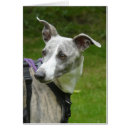 Buscar whippet tarjetas Sighthound