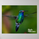 Buscar ornitología posters Colibrí