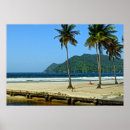 Buscar árbol de coco posters Isla
