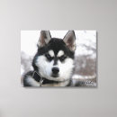 Buscar husky siberiano arte Perrito