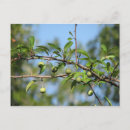 Buscar nativo fotografía Naturaleza