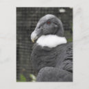 Buscar condor postales Buitre