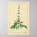Buscar aromatic posters Botánico