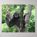 Buscar amistoso posters Animal