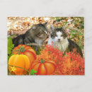 Buscar calabazas lindas postales General y unisex