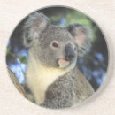 Buscar koala en árbol posavasos Animal
