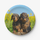 Buscar dachshund platos Animal