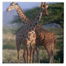 Buscar jirafa reticulada Animal